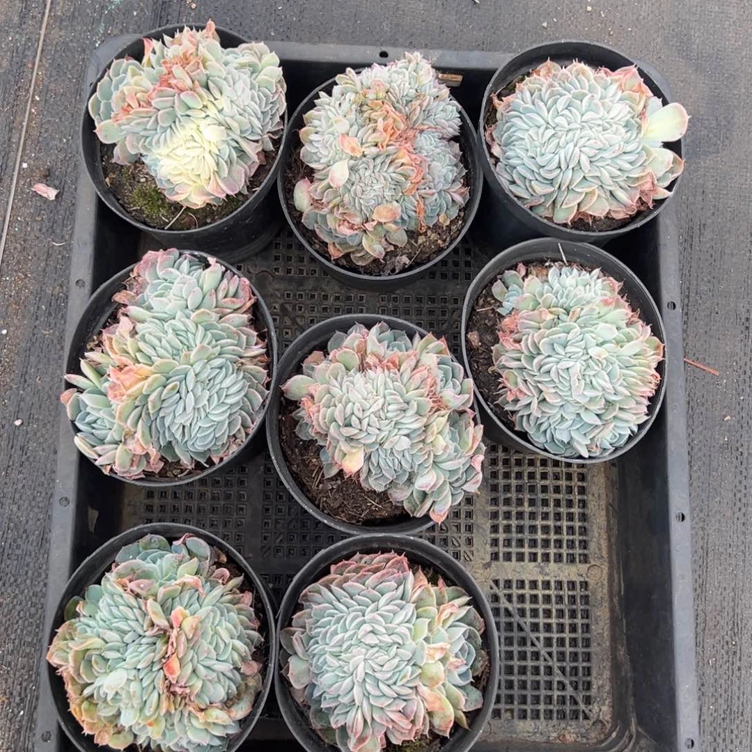 香妃月影缀，图中任意一颗，尺寸8+