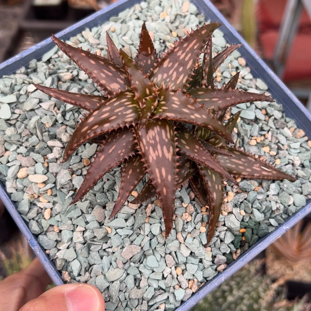 俏芦荟 脱土发货