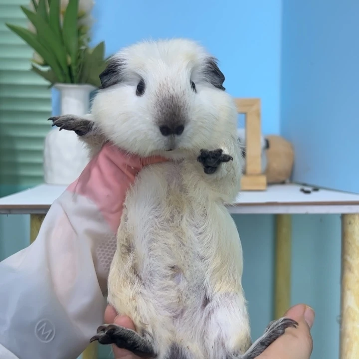 白色加州弟弟288可爱