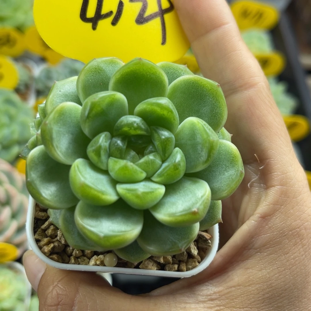 财富密码可拍4129