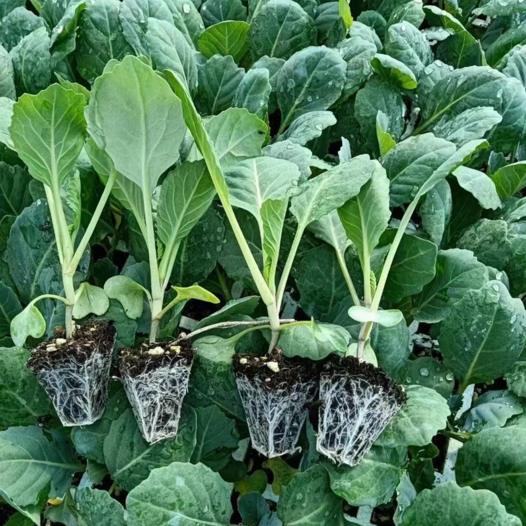 圆白菜牛心白菜花菜西兰花耐热高产蔬菜秧苗带土