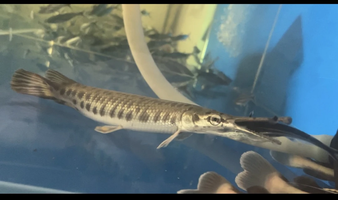 尖嘴火箭大型凶猛淡水观赏鱼活体皮实好养