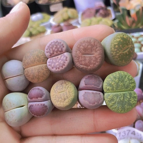 无花朵1368，如图图一