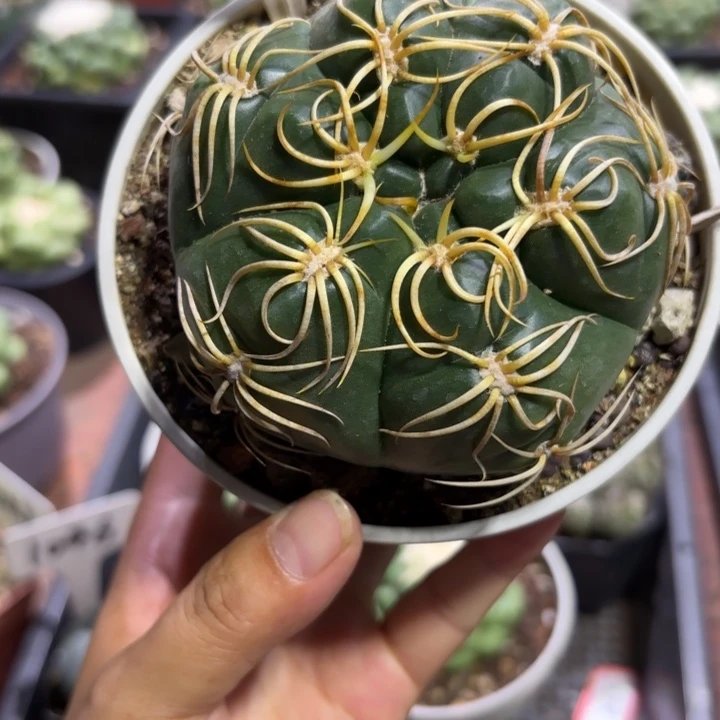 9958实生高木海王好养皮实