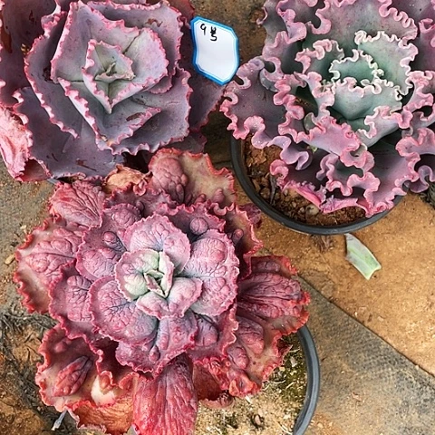 伍*?多肉植物杂交 3棵