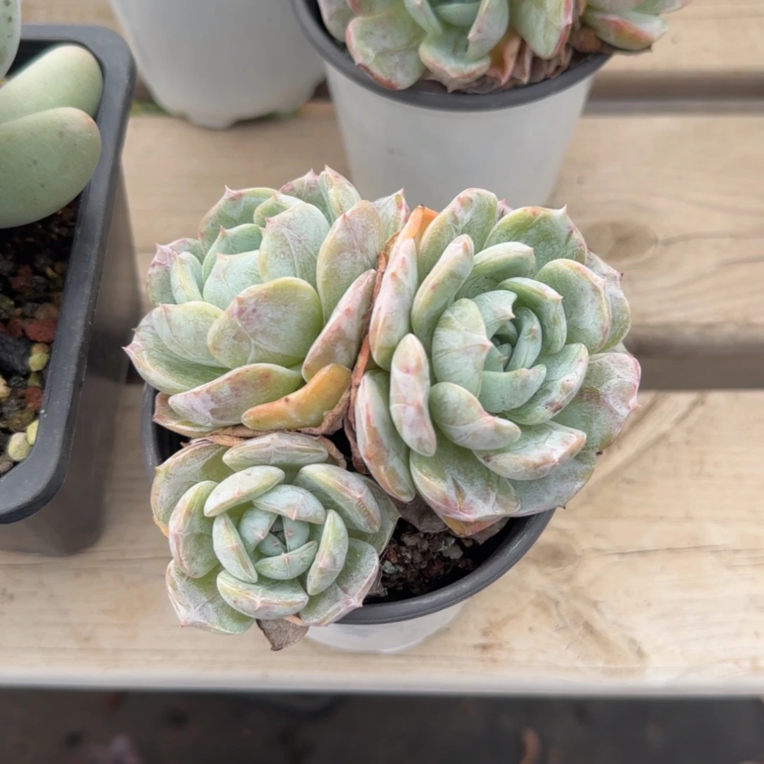 老林群生五十包邮