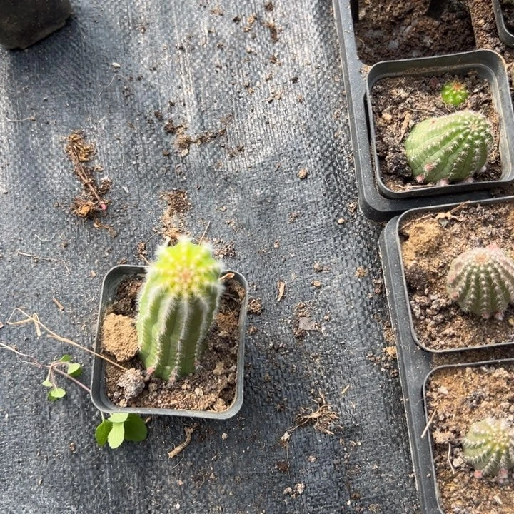 宋*肉白檀仙人掌284白檀217