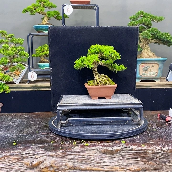 无花朵黄杨盆景四季常青