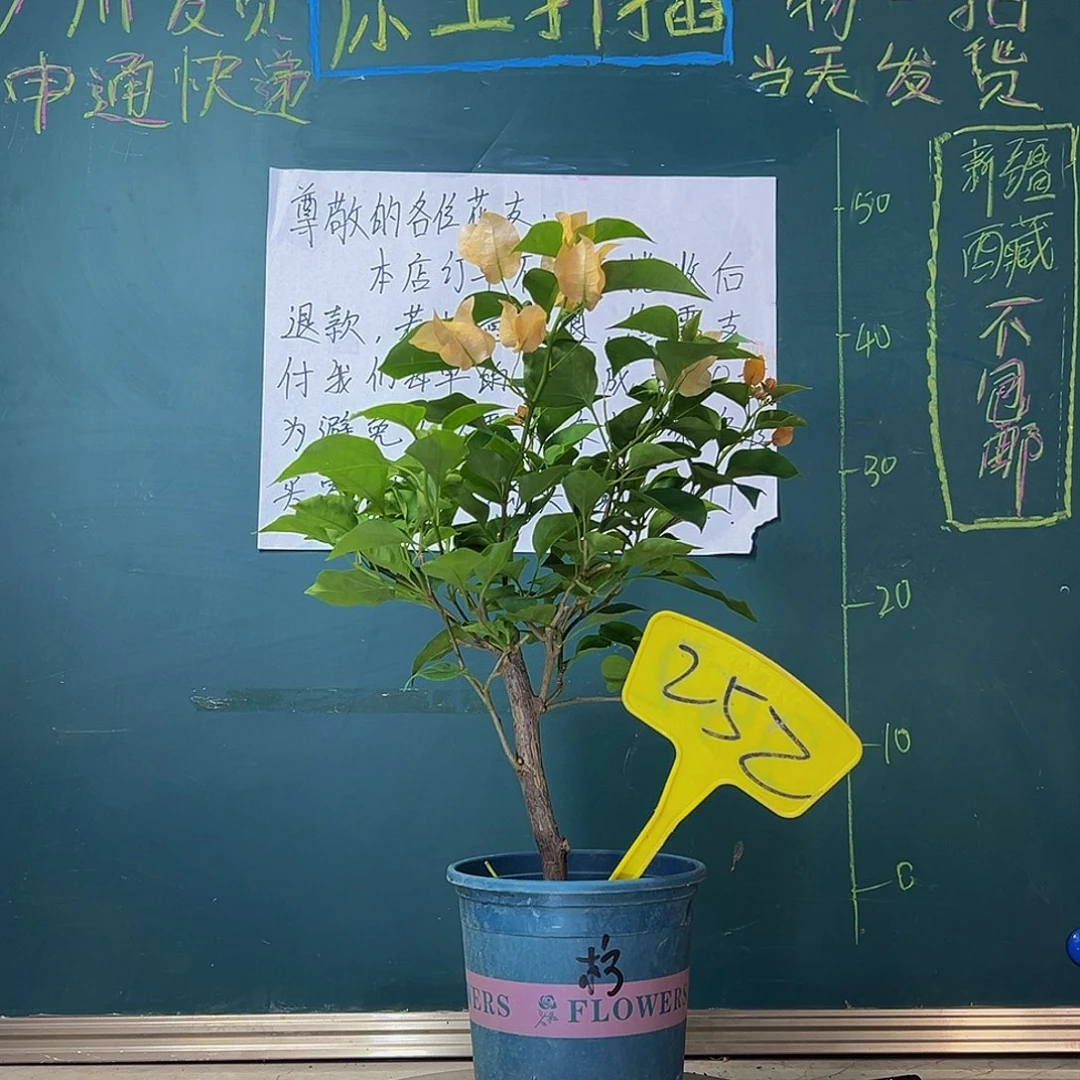 当前无花栽培后可以开花柠檬黄252