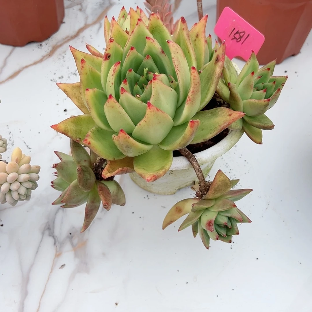 蔡*娥1581艾克魂多肉植物