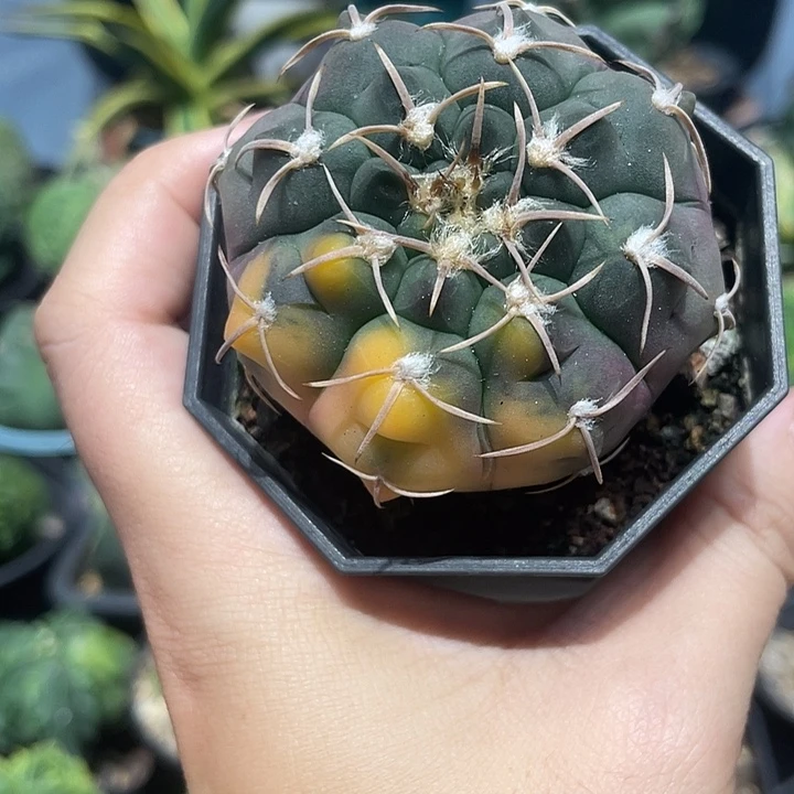实生铅皮锦仙人球