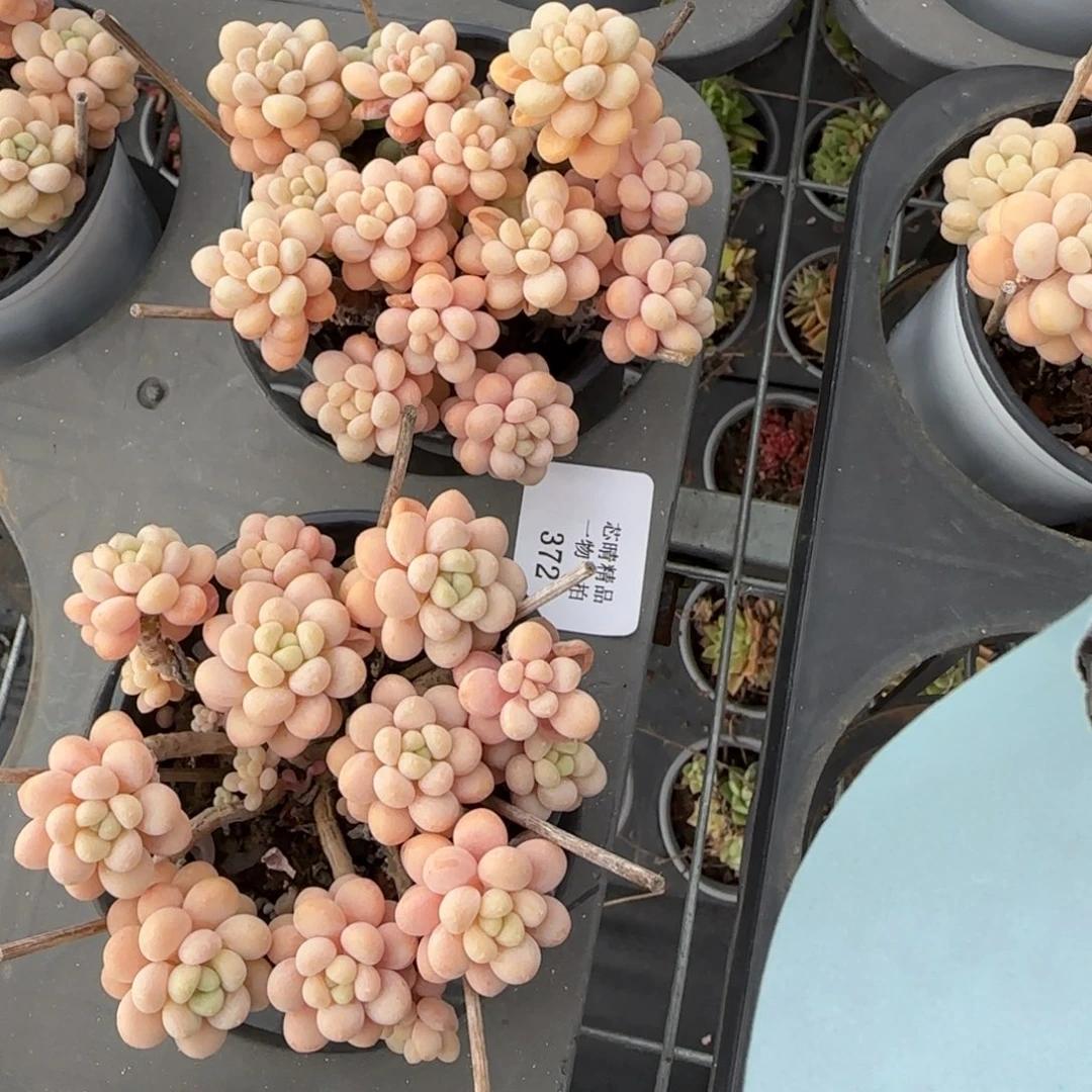 巧***财闪购精品多肉372号两个