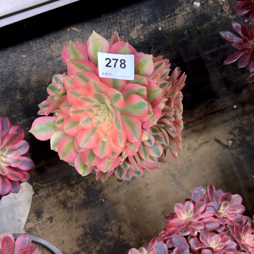 278粉女巫多肉植物