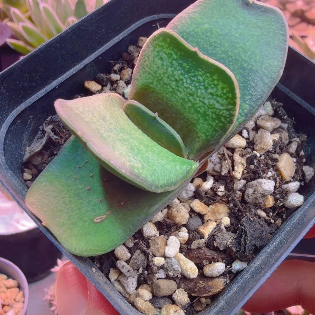 珍珠白折卧牛多肉植物