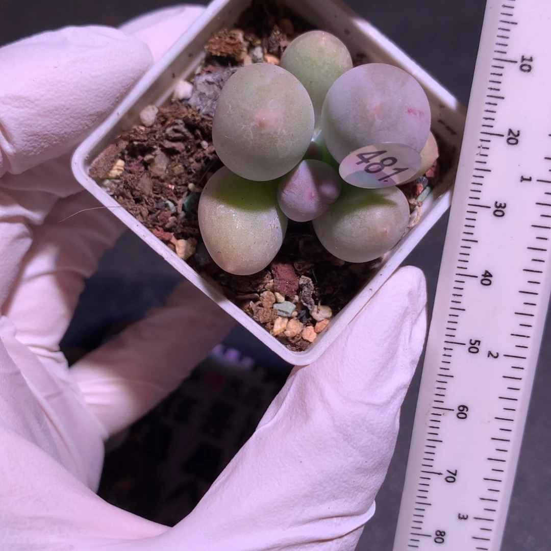 招****481 米可奶酪多肉