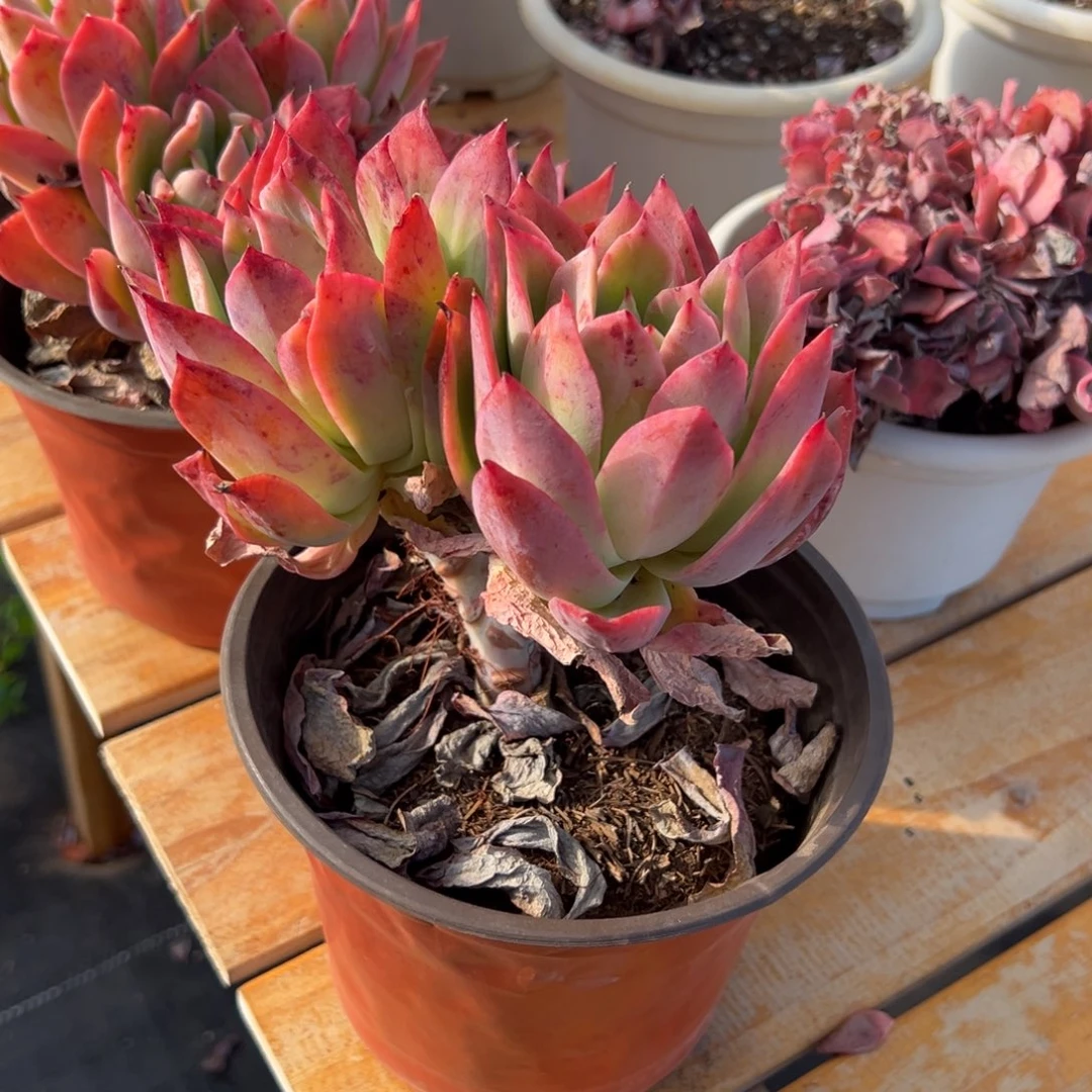 多肉多头乔伊【非偏远满18包邮】