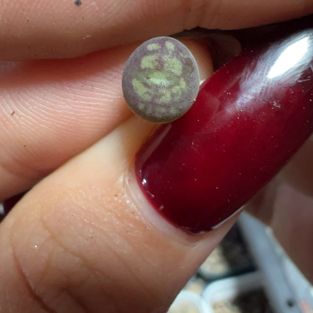 大圣杂黑洞多肉植物