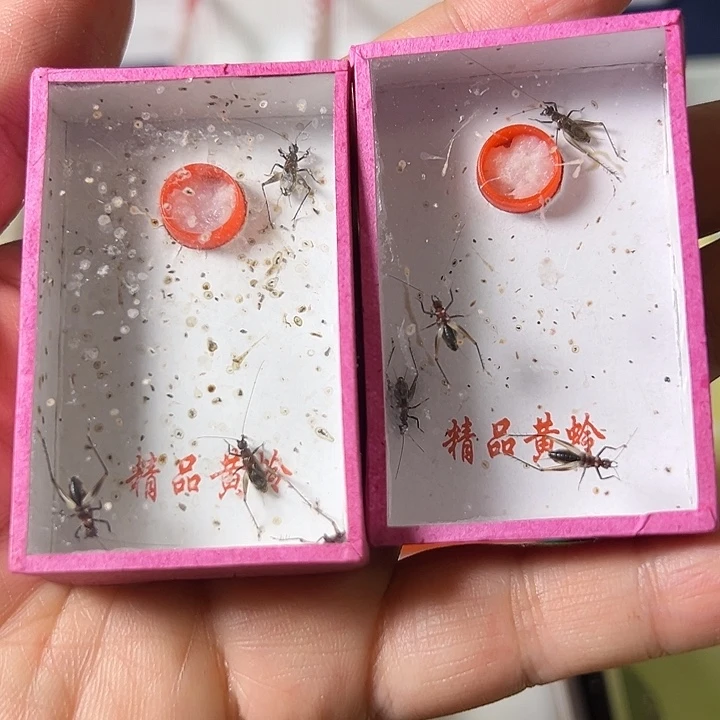 大***水蟋蟀哈哈哈哈哈哈哈哈哈哈哈
