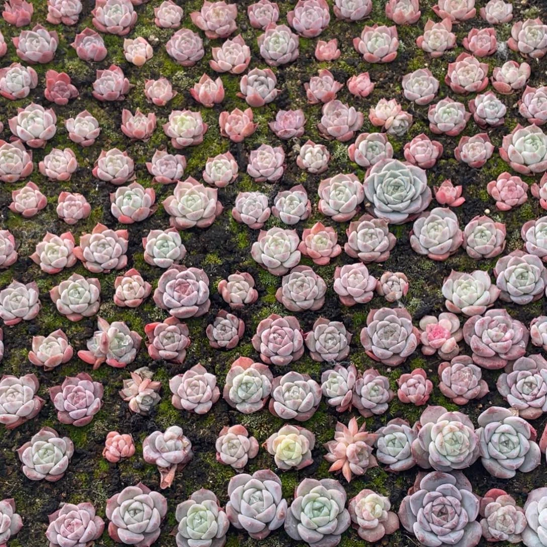 云糖心多肉植物464