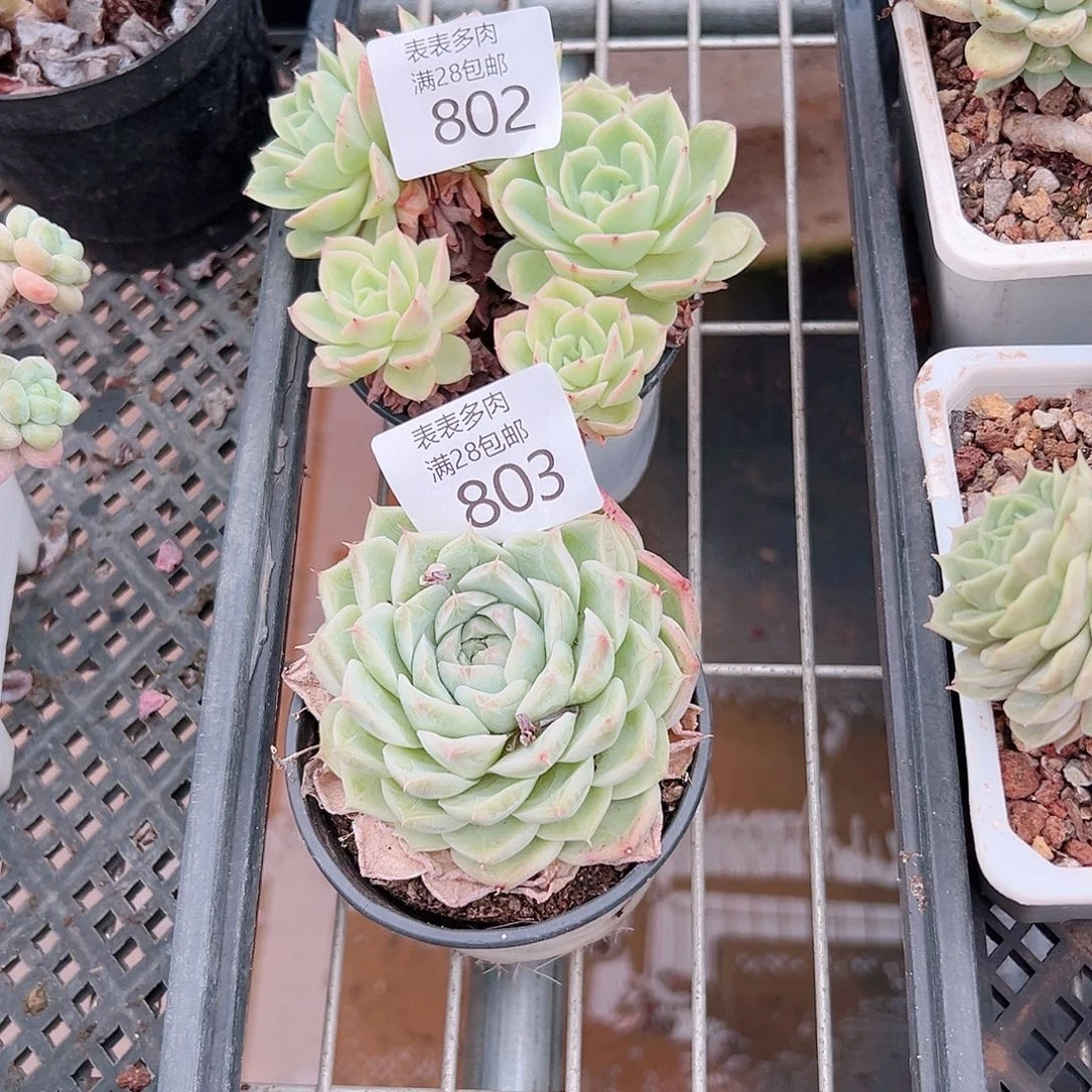 璎****多肉一物一拍植物802.803