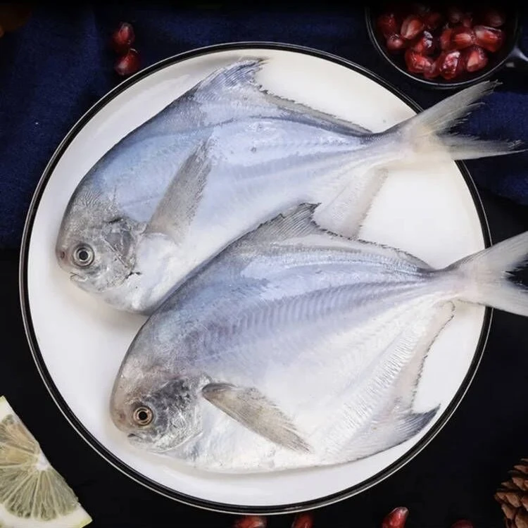 开海新货深海海捕鲜活速冻银鲳鱼 肉质鲜嫰500g/包*5斤
