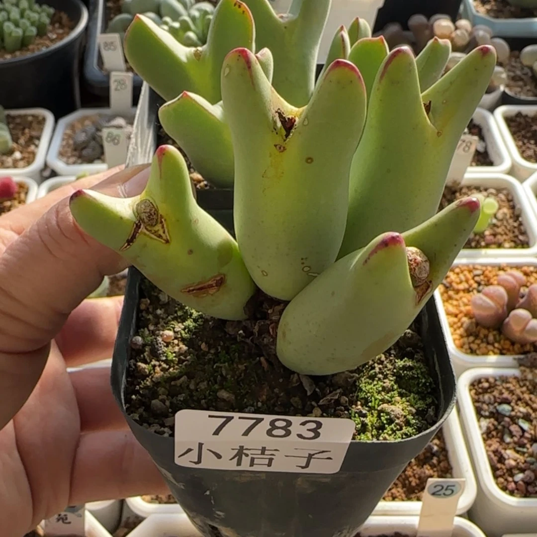 【闪购商品】l****17783