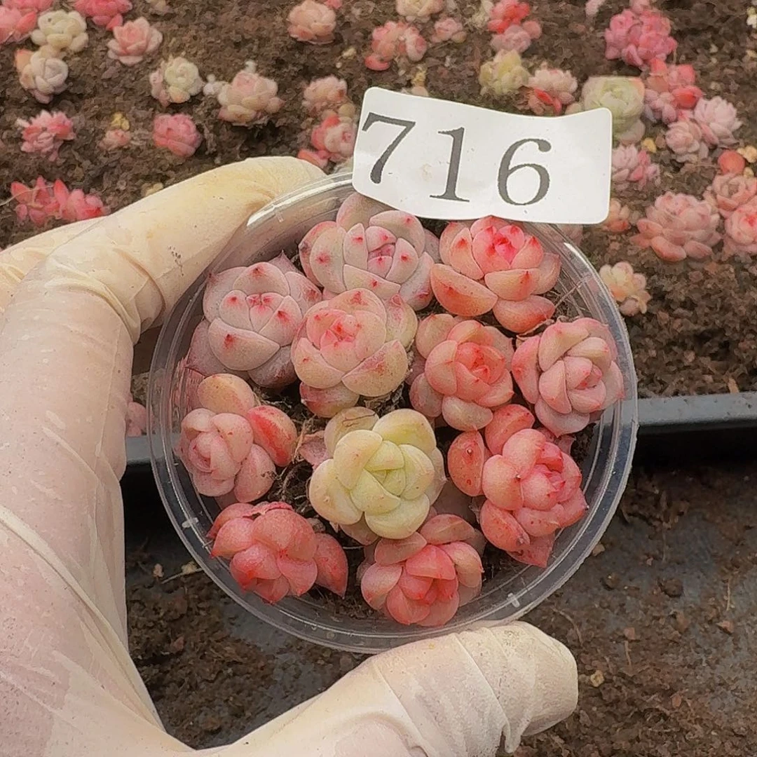 多肉植物多肉植物716