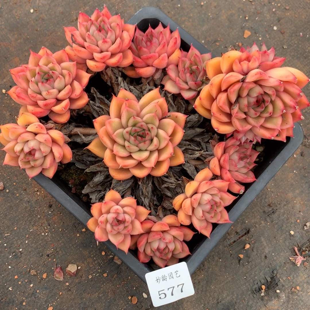 577不包掉头，拍即接受掉头20冠