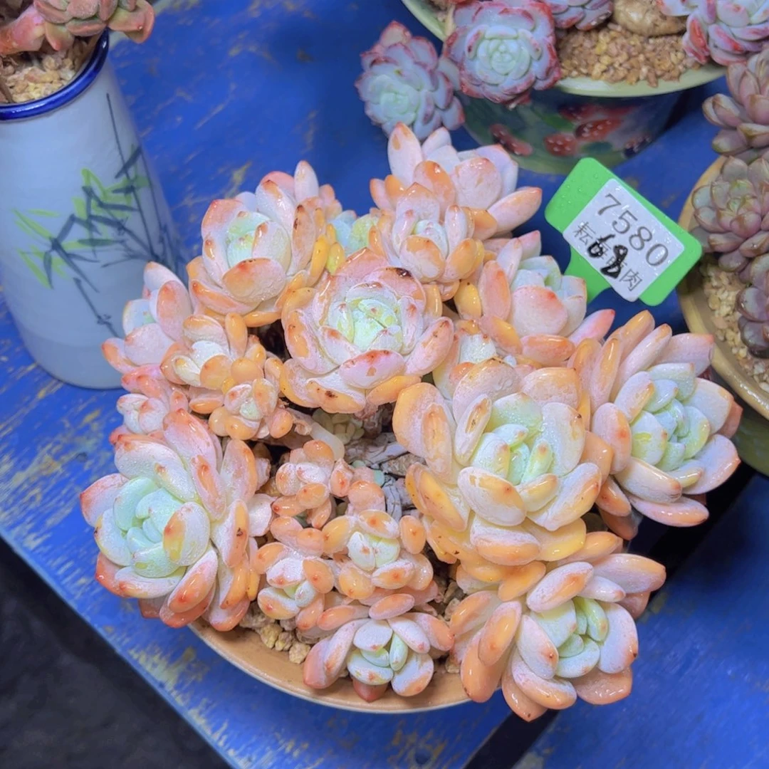 冷香7580多肉植物