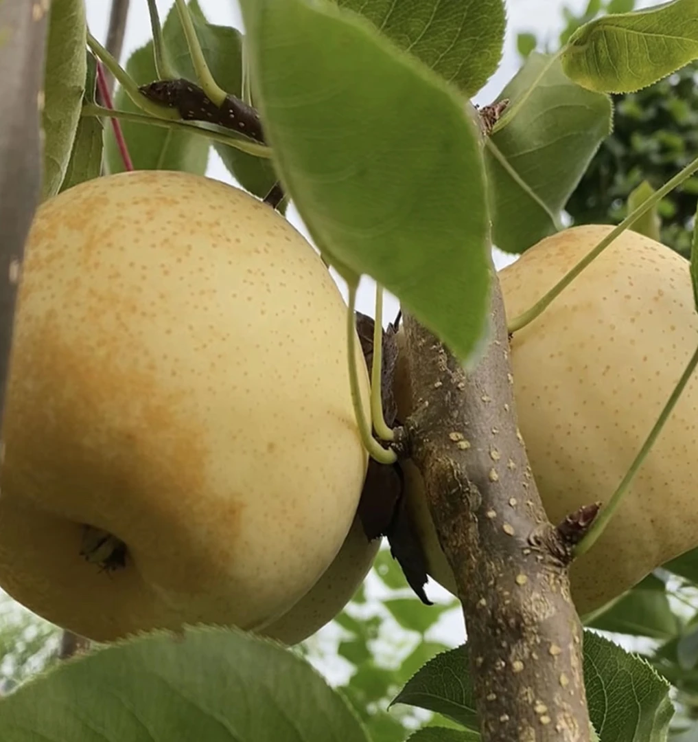 万州土门香水梨 香甜可口