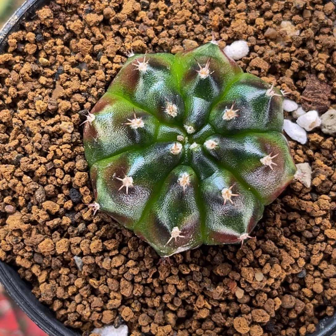 森林 米哈仙人球