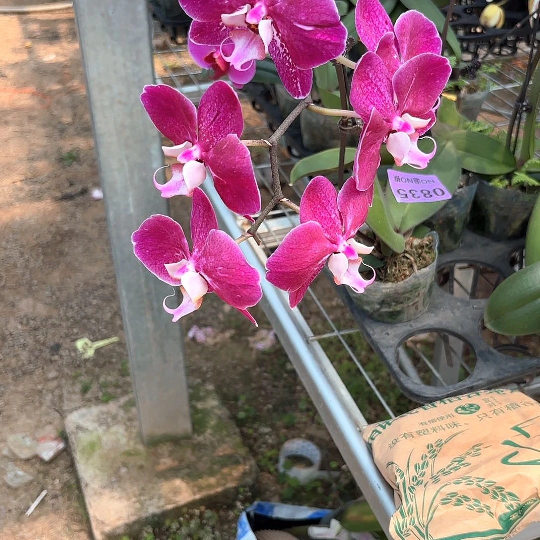 镜*835剪花发无售后