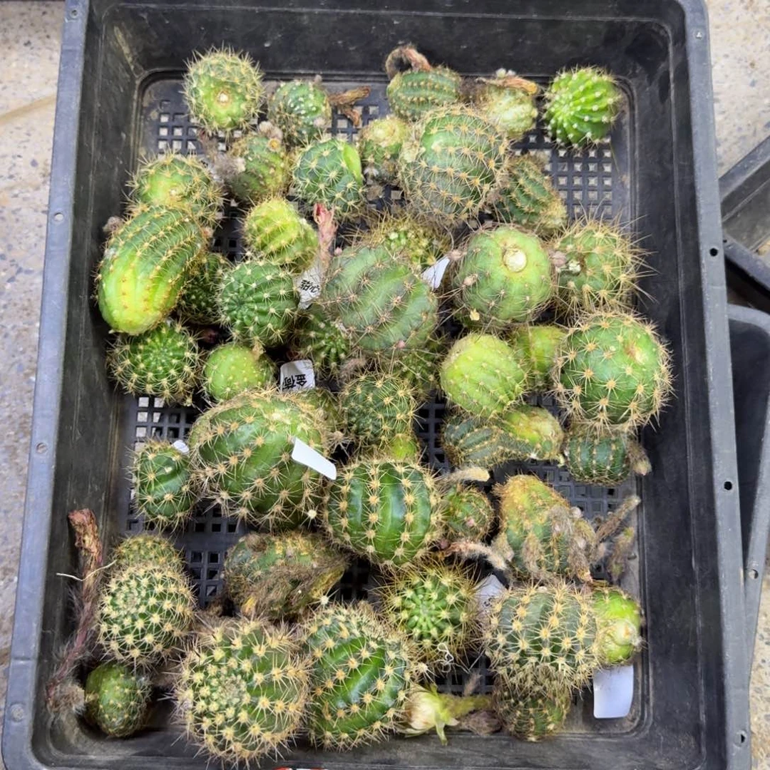 355混丽花歪无根侧牙3公分2个，20包邮