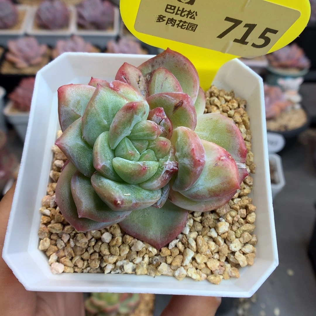 715珍妮石化多肉植物
