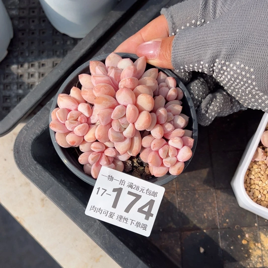 拉丝雨多肉多肉多肉多