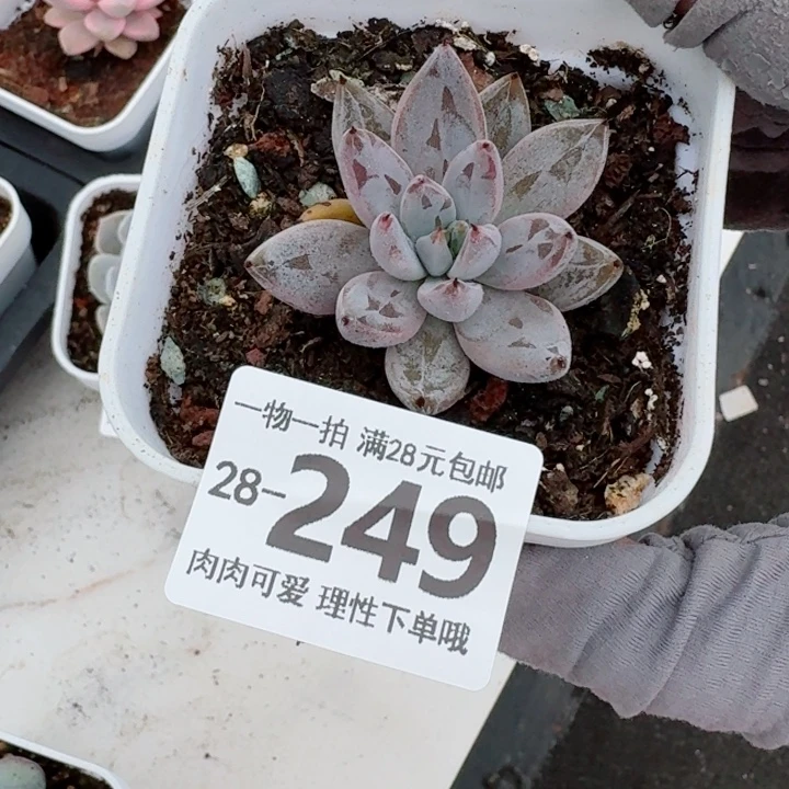 魔爪无盆土无盆土发货