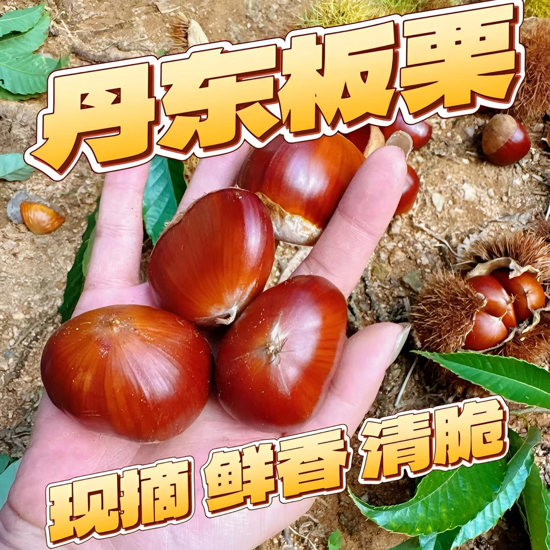 【难剥皮】新鲜现摘丹东板栗清脆鲜香生栗子