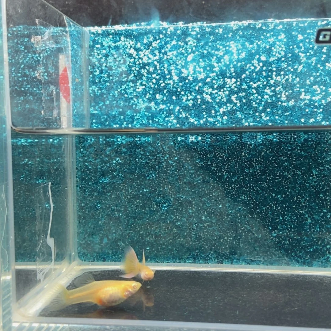 孔雀鱼莫斯科紫尾白子三角尾