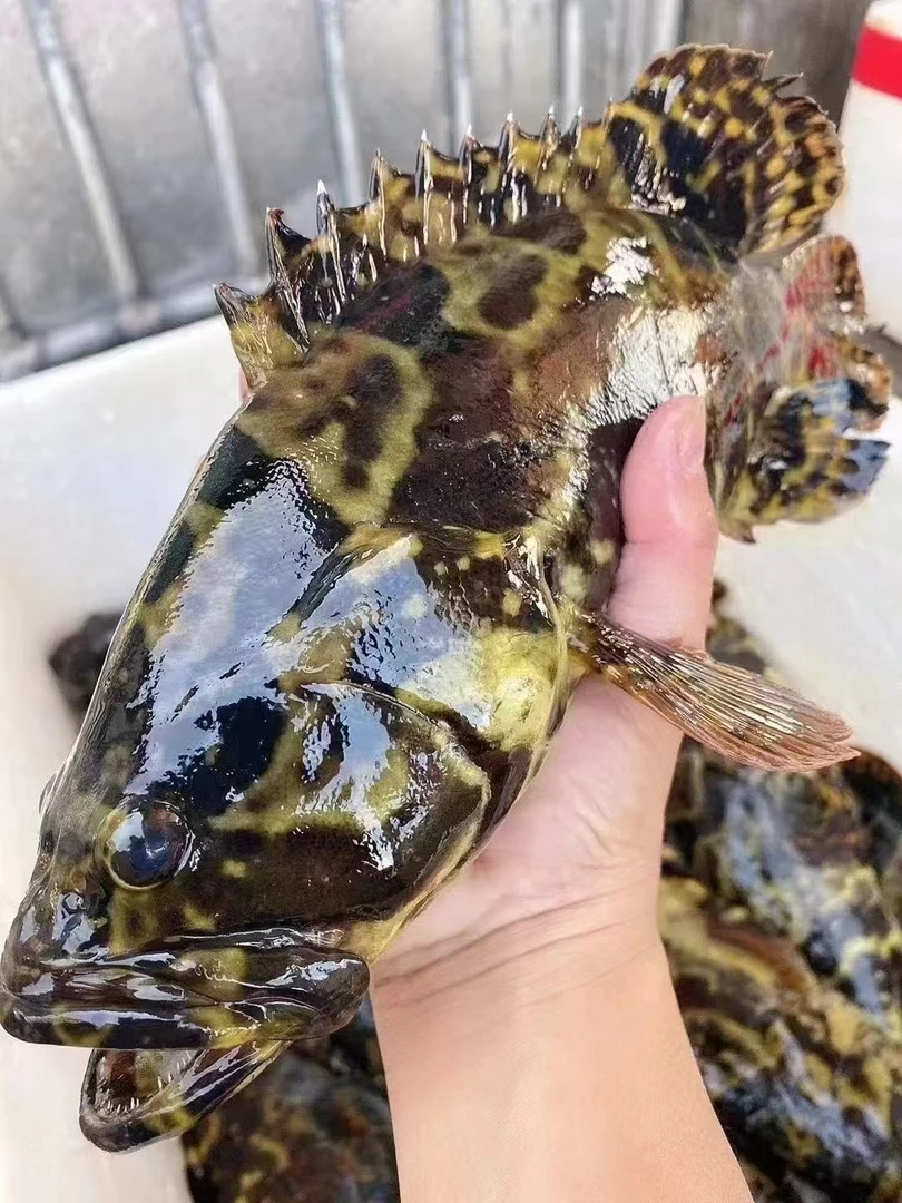 湛江石斑鱼 珍珠龙胆石斑鱼 速冻发货
