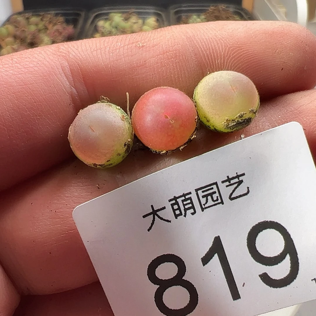 0000819 一物一拍……