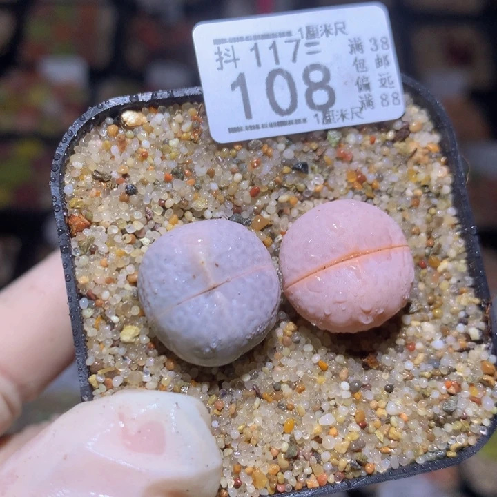 精品生石花117.108