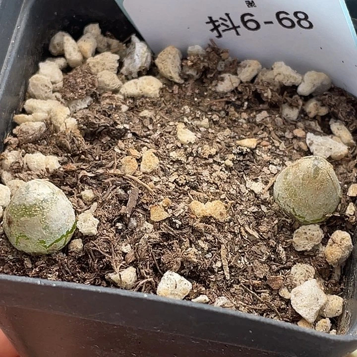 6-68灯泡多肉植物