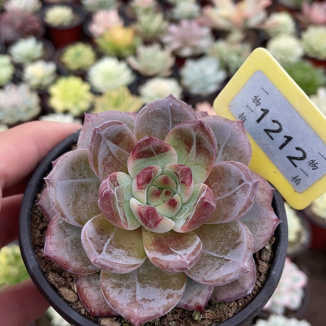 1212夜魔侠多肉植物