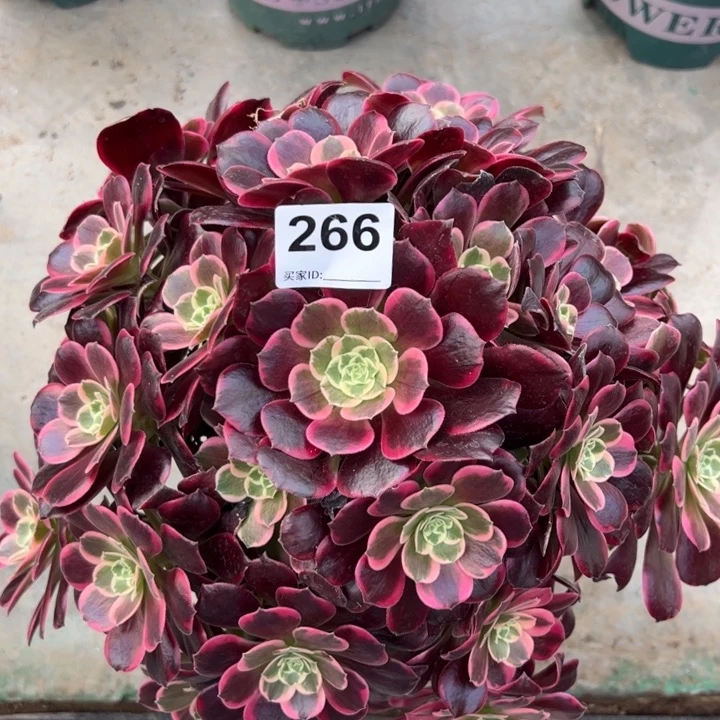 266金丝雀35厘米左右有断枝