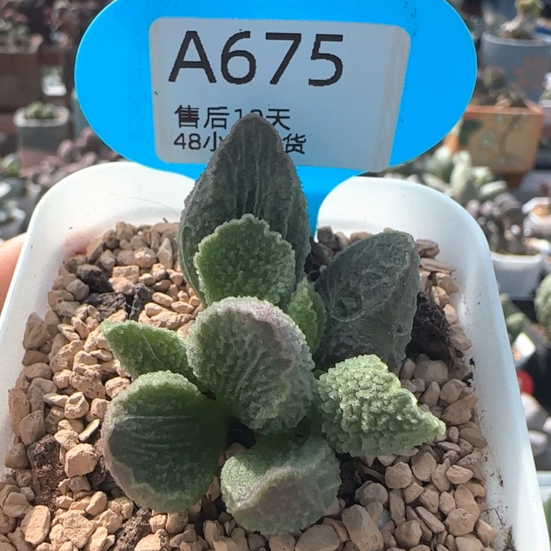 碧彩。     675。