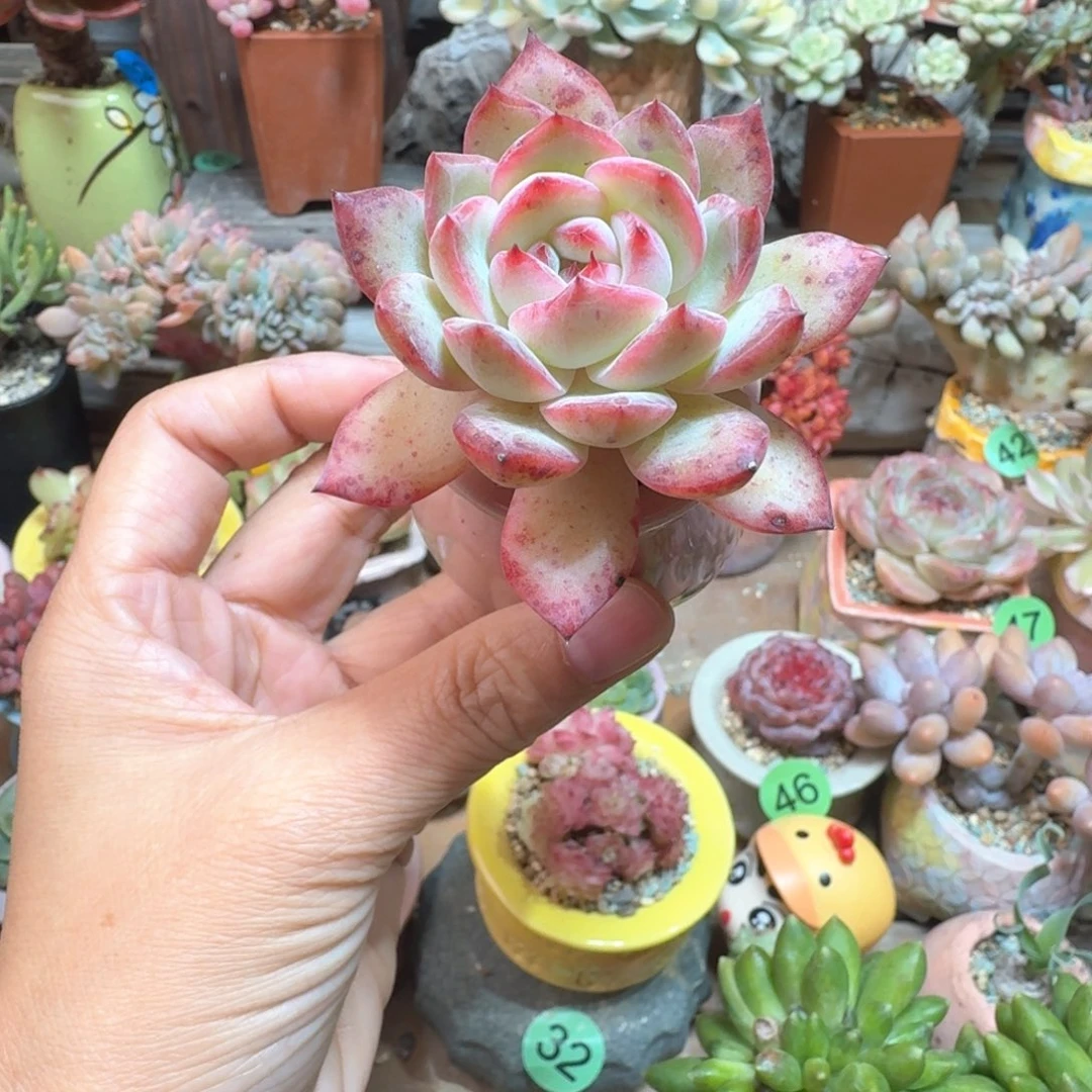 白梦 多肉含盆土 一物一拍