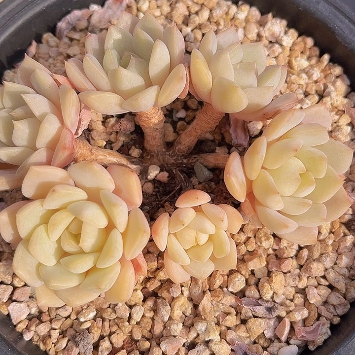 德国香槟杂朵朵1508多肉植物