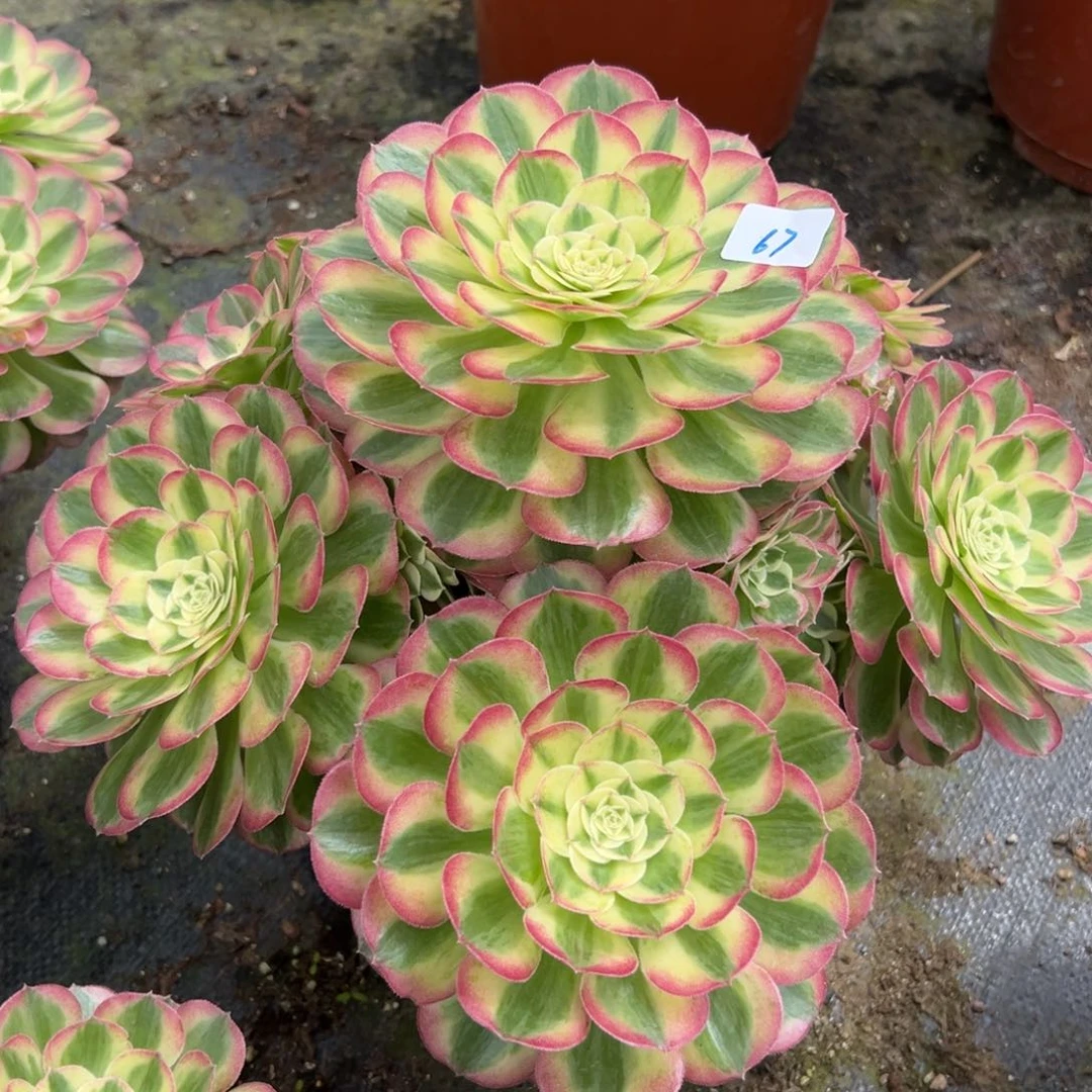 67玉姿多肉植物多肉