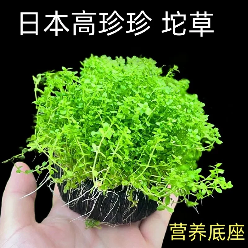 【高珍珠大坨】新手前景草坪 贴地生长  无需栽种 根系茂盛