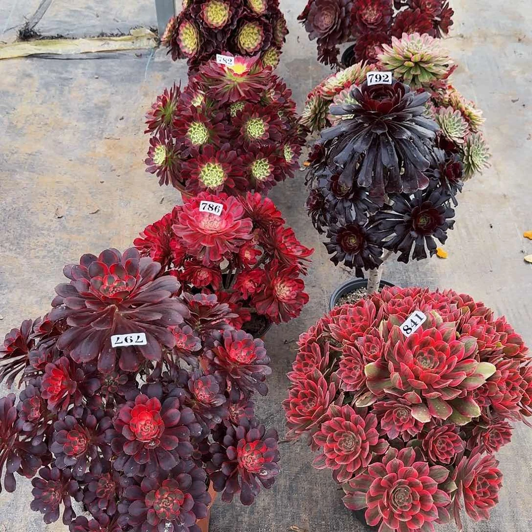 00000841九颗多肉植物